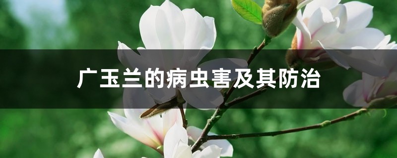 广玉兰的病虫害及其防治