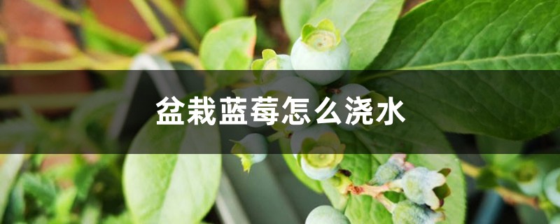 盆栽蓝莓怎么浇水