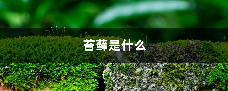 苔藓是什么