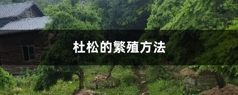 杜松的繁殖方法