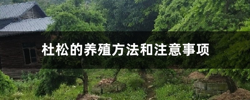 杜松的养殖方法和注意事项