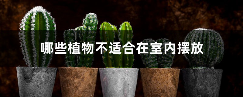 哪些植物不适合在室内摆放