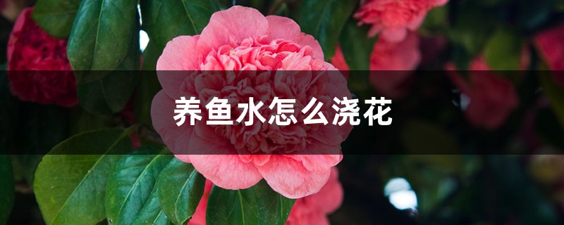 养鱼水怎么浇花