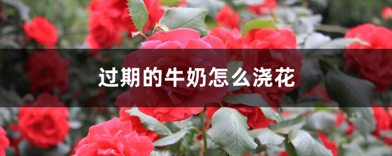 过期的牛奶怎么浇花