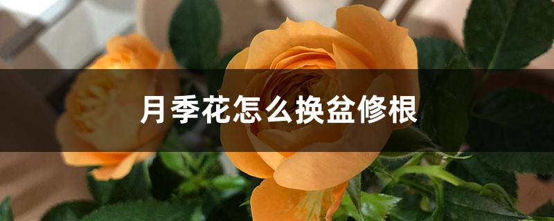 月季花怎么换盆修根