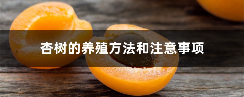 杏树的养殖方法和注意事项 杏树的养殖方法和注意事项
