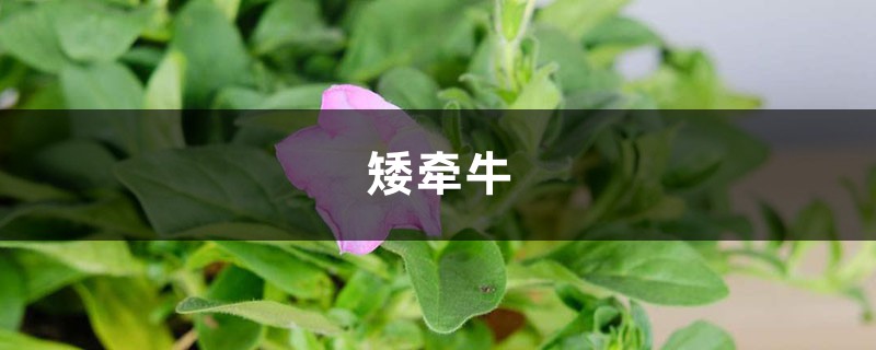 矮牵牛视频：1粒小花种就种出一大盆牵牛花