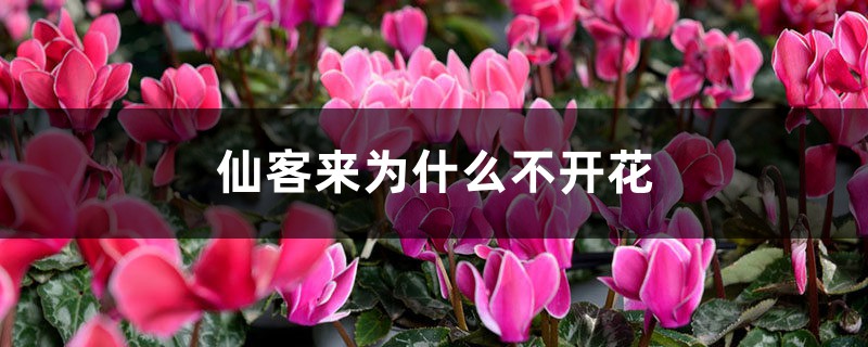 仙客来为什么不开花