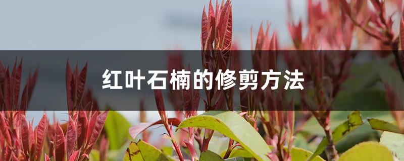 红叶石楠的修剪方法 红叶石楠的修剪方法