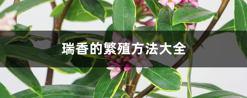 瑞香的繁殖方法大全