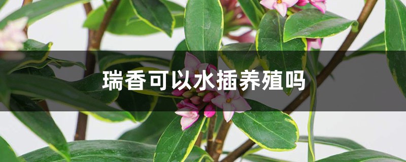 瑞香可以水插养殖吗