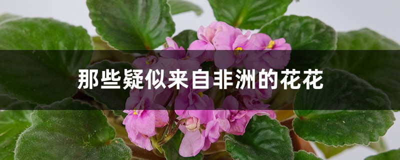 那些疑似来自非洲的花花