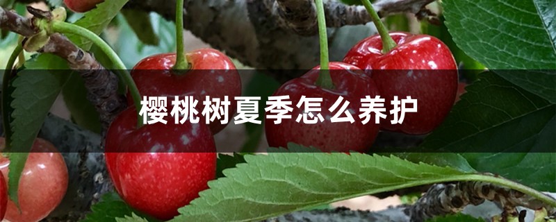 樱桃树夏季怎么养护