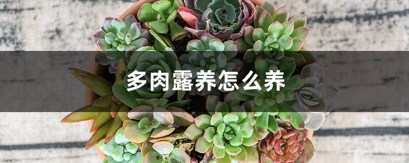 多肉露养怎么养