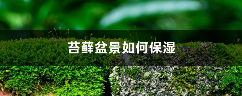 苔藓盆景如何保湿