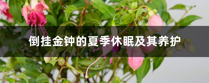 倒挂金钟的夏季休眠及其养护