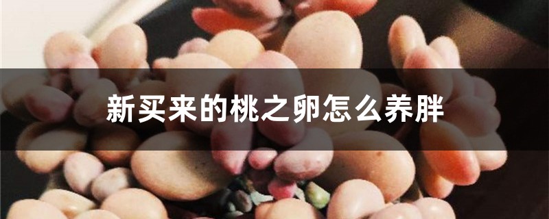 新买来的桃之卵怎么养胖