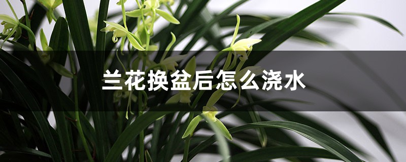 兰花换盆后怎么浇水