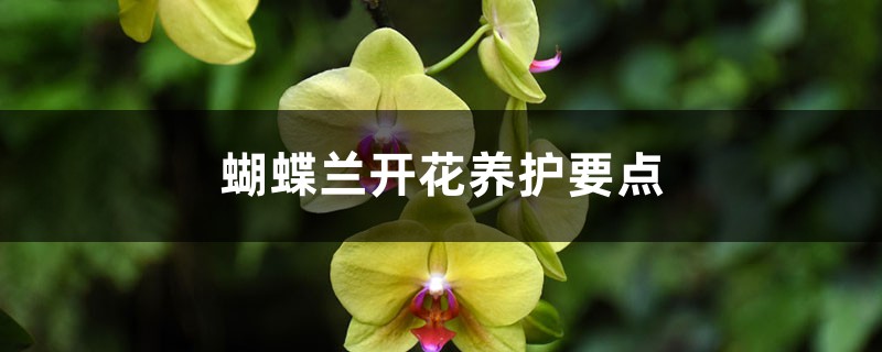 蝴蝶兰开花养护要点