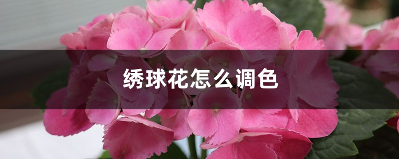 绣球花怎么调色