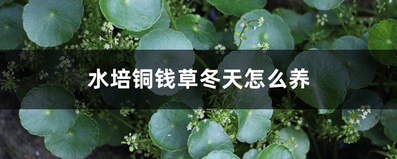 水培铜钱草冬天怎么养