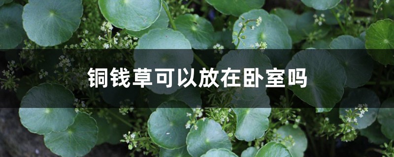 铜钱草可以放在卧室吗