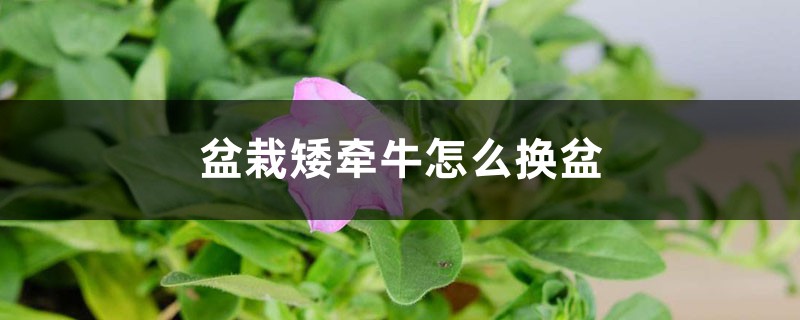 盆栽矮牵牛怎么换盆