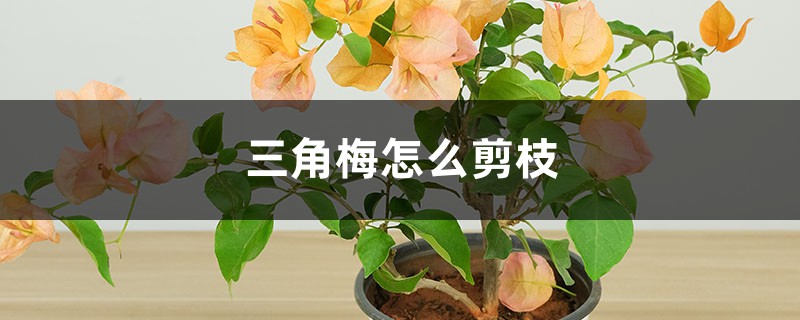 三角梅怎么剪枝