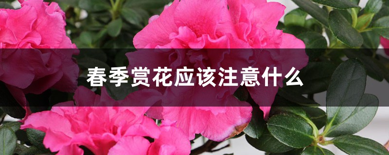 春季赏花应该注意什么