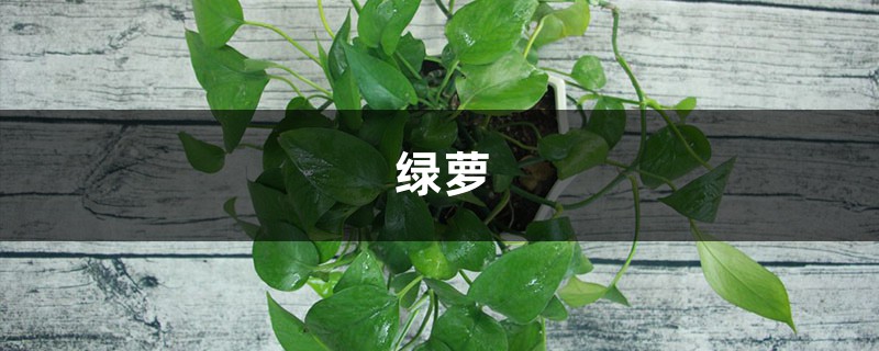 绿萝视频:绿萝叶片锃亮长成瀑布的方法 绿萝视频:绿萝叶片锃亮长成瀑布的方法