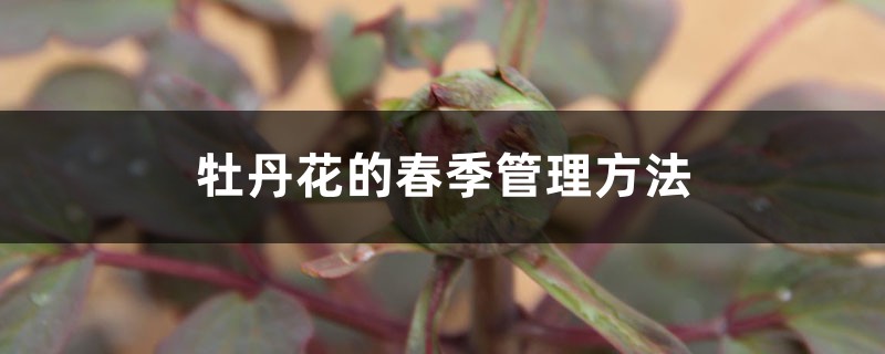 牡丹花的春季管理方法