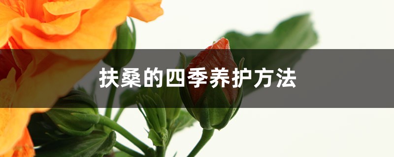 扶桑的四季养护方法 扶桑的四季养护方法