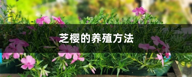 芝樱的养殖方法