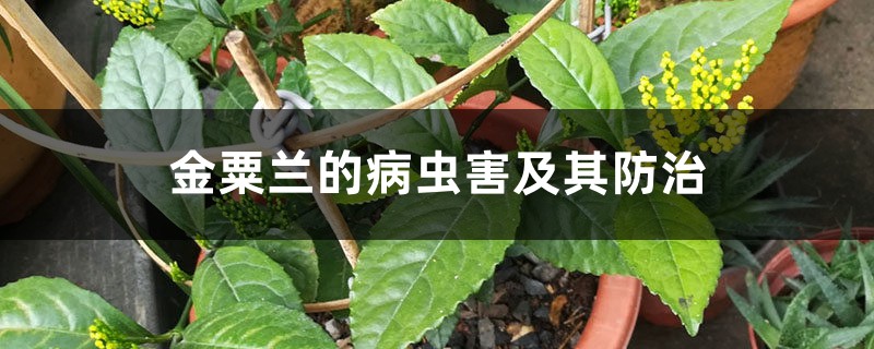 金粟兰的病虫害及其防治 金粟兰的病虫害及其防治