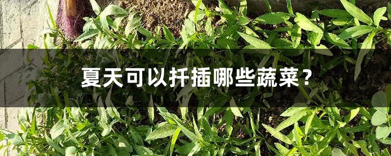 夏天可以扦插哪些蔬菜？