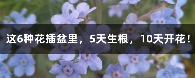 这6种花插盆里，5天生根，10天开花！