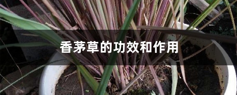 香茅草的功效和作用