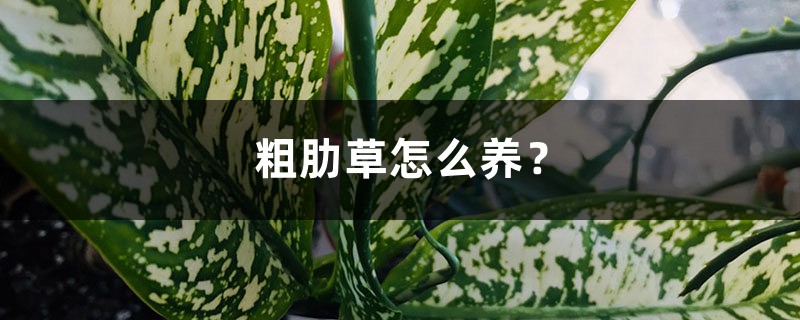 粗肋草怎么养？