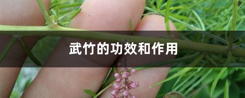 武竹的功效和作用