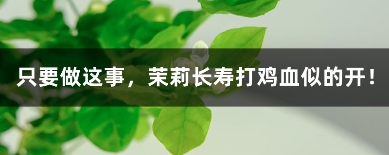 只要做这事，茉莉长寿打鸡血似的开！