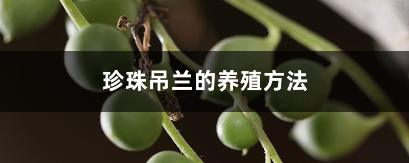 珍珠吊兰的养殖方法