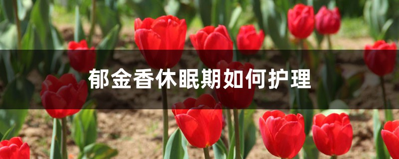 郁金香休眠期如何护理 郁金香休眠期如何护理