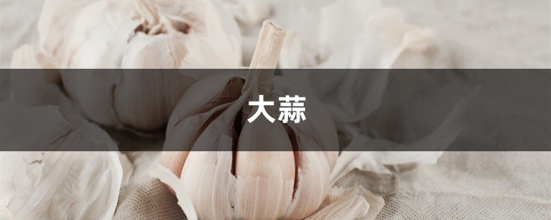 家里养花用上点大蒜,防腐促芽杀虫又保花! 家里养花用上点大蒜,防腐促芽杀虫又保花!