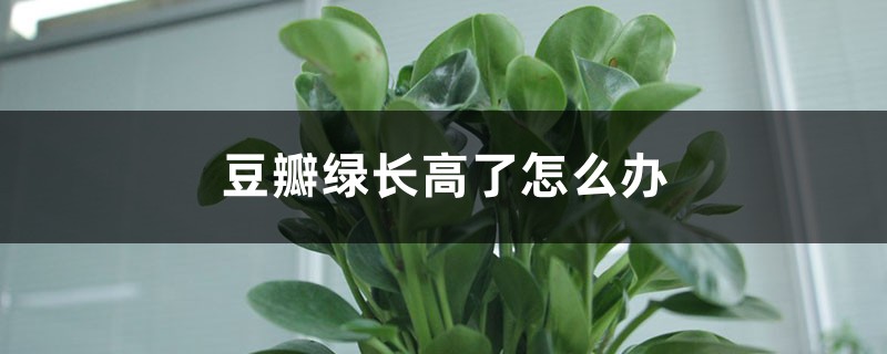 豆瓣绿长高了怎么办