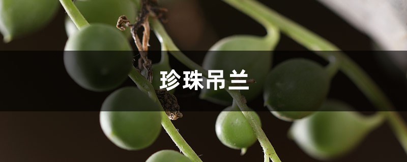 珍珠吊兰腐烂怎么办？这样做挽救你的花！