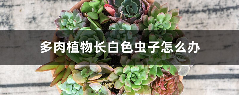 多肉植物长白色虫子怎么办 多肉植物长白色虫子怎么办