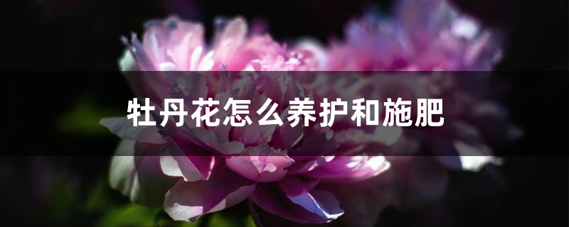 牡丹花怎么养护和施肥