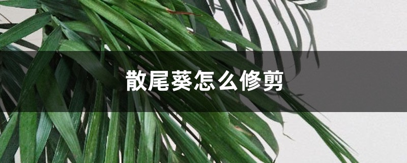 散尾葵怎么修剪