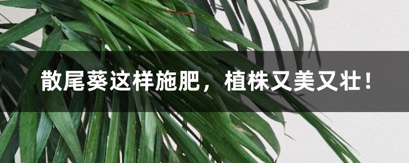 散尾葵这样施肥，植株又美又壮！