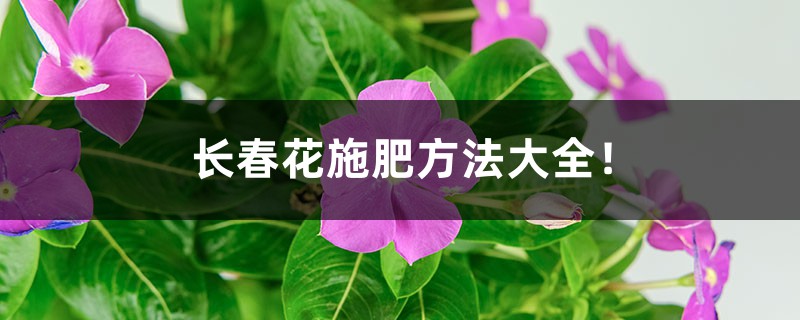 长春花施肥方法大全！